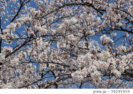 満開の桜 満開の桜 39295959