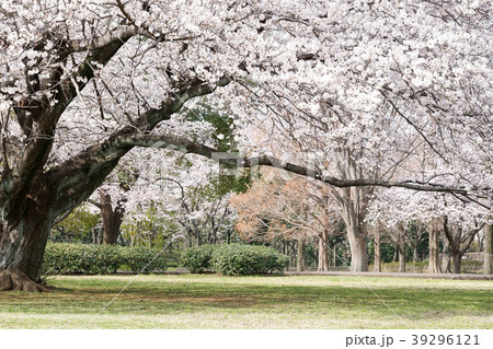 桜　公園 39296121