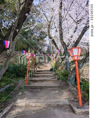 小牧山城・大手道 桜祭り 小牧山城・大手道 桜祭り 39296500