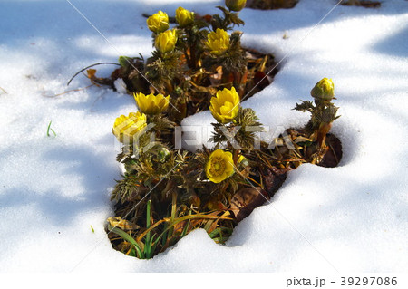 福寿草 雪 福寿草 雪 39297086
