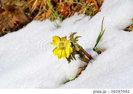 福寿草 雪 福寿草 雪 39297092
