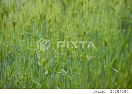 麦畑 39297196