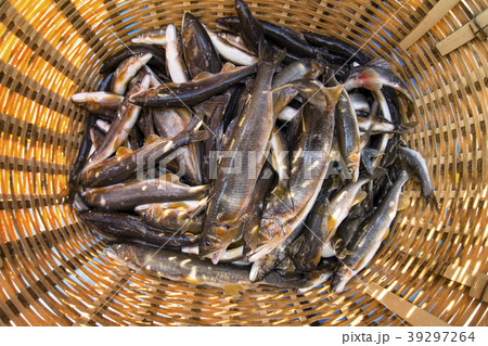 落ち鮎 落ち鮎 39297264