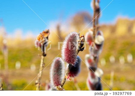 ネコヤナギ　春 39297769