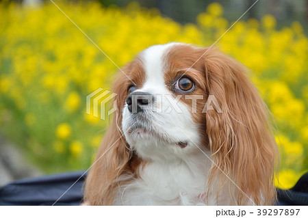 キャバリアと菜の花 39297897