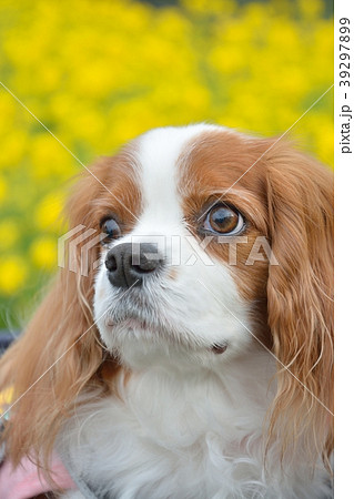 キャバリアと菜の花 キャバリアと菜の花 39297899