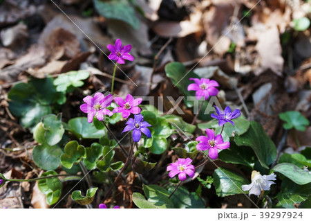 雪割草  Hepatica 39297924