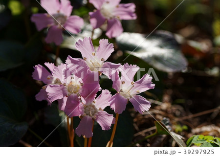 大岩ウチワ Nippon Bells 大岩ウチワ Nippon Bells 39297925