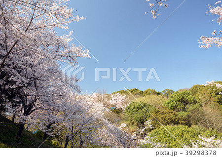 蛇ヶ谷公園 桜 蛇ヶ谷公園 桜 39298378