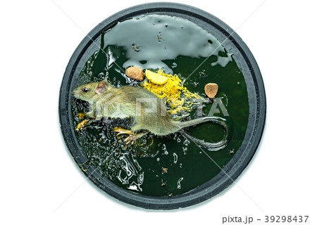 A mouse in a trap on white background 39298437