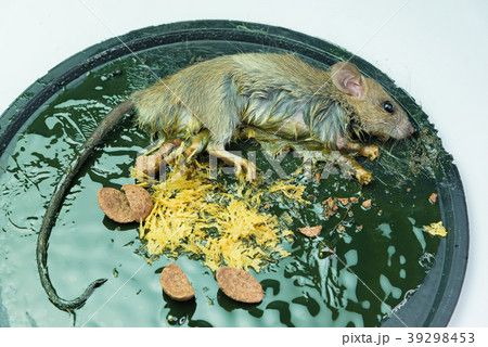 A mouse in a trap on white background 39298453