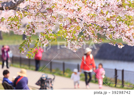 五稜郭の桜 五稜郭の桜 39298742