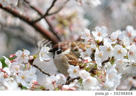 桜 39298808