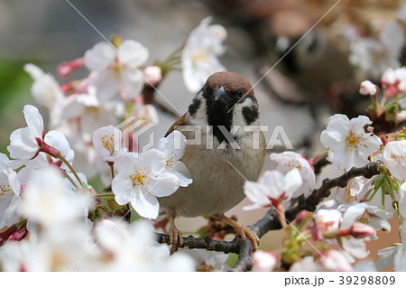 桜 39298809