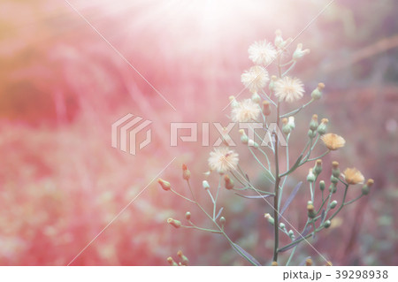 grass flower at morning sunrise grass flower at morning sunrise 39298938