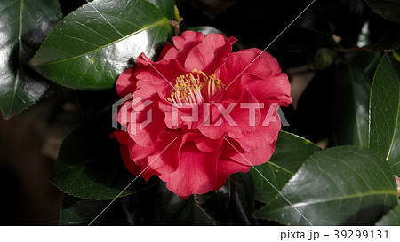 美しい椿(自然質感) 美しい椿(自然質感) 39299131