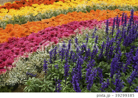 Bed of Floral Rainbow 39299385