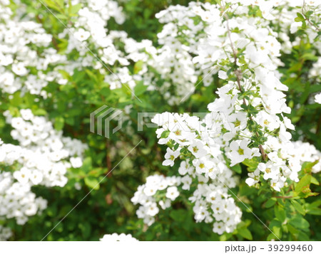 爽やかな花 爽やかな花 39299460
