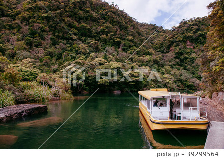 Urauchi river mangrove forest, Iriomote, Okinawa Urauchi river mangrove forest, Iriomote, Okinawa 39299564