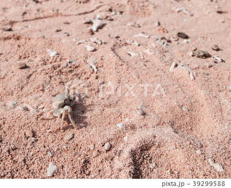 Small fiddler crab on tropical white sand beach 39299588