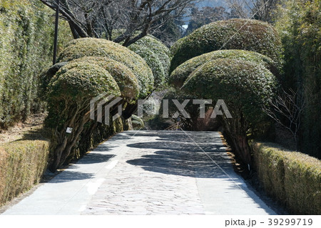 木のトンネル 39299719