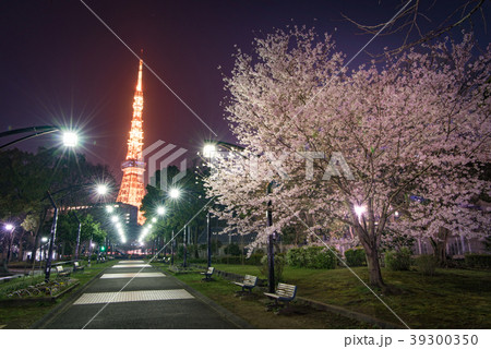 芝公園　桜　東京タワー 39300350