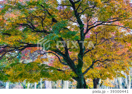 Autumn scenery in Nara, Japan Autumn scenery in Nara, Japan 39300441