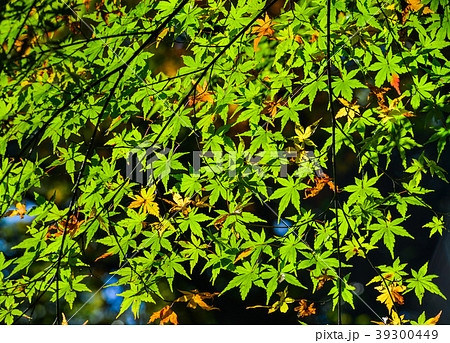 Autumn scenery in Nara, Japan Autumn scenery in Nara, Japan 39300449