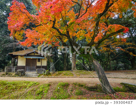 Autumn scenery in Nara, Japan Autumn scenery in Nara, Japan 39300487