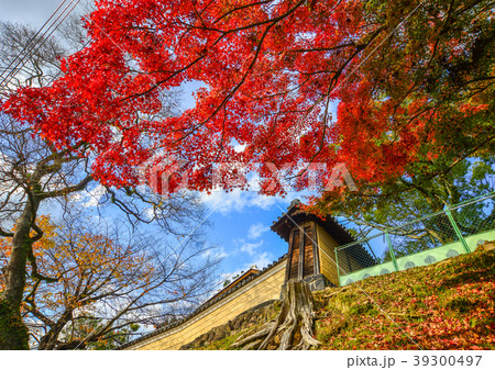 Autumn scenery in Nara, Japan 39300497