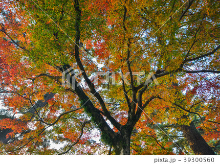 Autumn scenery in Nara, Japan Autumn scenery in Nara, Japan 39300560