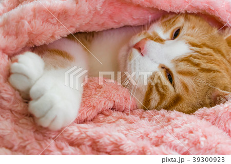 とってもとってもかわいい茶白ねこ 39300923