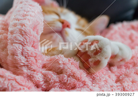 とってもとってもかわいい茶白ねこ とってもとってもかわいい茶白ねこ 39300927