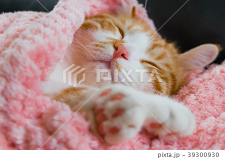 とってもとってもかわいい茶白ねこ とってもとってもかわいい茶白ねこ 39300930