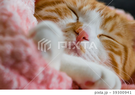 とってもとってもかわいい茶白ねこ とってもとってもかわいい茶白ねこ 39300941