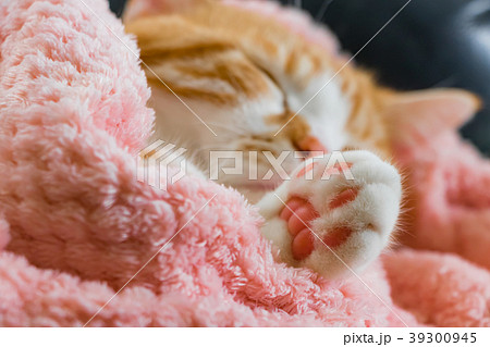 とってもとってもかわいい茶白ねこ 39300945
