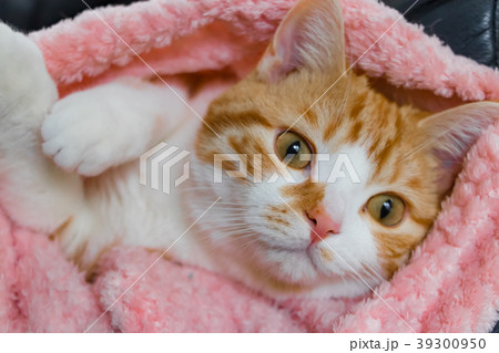 とってもとってもかわいい茶白ねこ 39300950