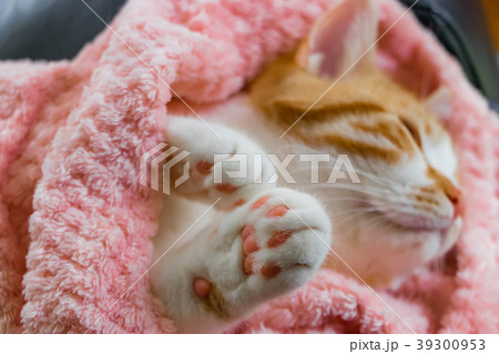 とってもとってもかわいい茶白ねこ 39300953