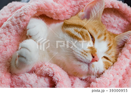 とってもとってもかわいい茶白ねこ とってもとってもかわいい茶白ねこ 39300955