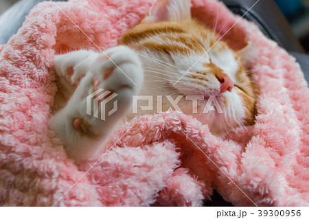 とってもとってもかわいい茶白ねこ 39300956