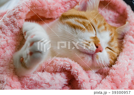 とってもとってもかわいい茶白ねこ とってもとってもかわいい茶白ねこ 39300957