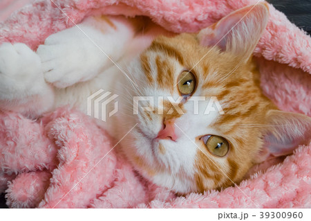 とってもとってもかわいい茶白ねこ とってもとってもかわいい茶白ねこ 39300960