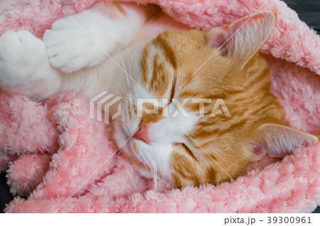 とってもとってもかわいい茶白ねこ とってもとってもかわいい茶白ねこ 39300961