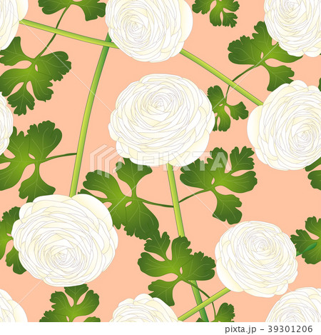 White Ranunculus Flower on Salmon Pink Background 39301206
