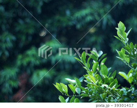 blur background from variety of green plant leaves 39301417