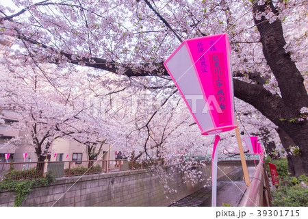 早朝　モーニング　桜祭り　桜　チェリー　フラワー　花　目黒川　名所　観光　注目 39301715