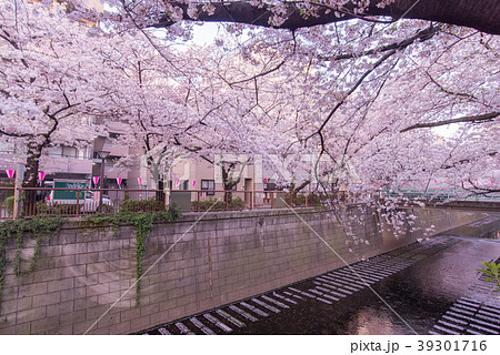 早朝　モーニング　桜祭り　桜　チェリー　フラワー　花　目黒川　名所　観光　注目 39301716