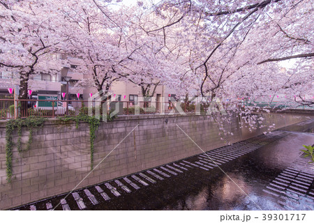 早朝　モーニング　桜祭り　桜　チェリー　フラワー　花　目黒川　名所　観光　注目 39301717