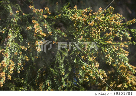 杉花粉 杉花粉 39301781