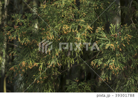 杉花粉の写真素材